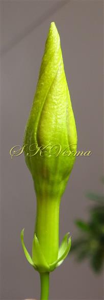  Floral bud